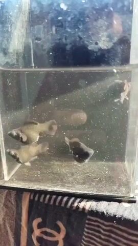 The video shows several small fish swimming in a clear glass tank. The tank appears to be filled with murky water and has some debris at the bottom. There are at least six fish visible, some are black and some are lighter in color. The fish are swimming around in the tank. The tank is placed on a surface that is covered with a striped fabric.