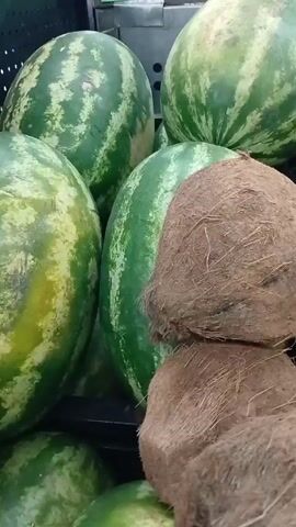 The camera pans across a supermarket display of various melons and coconuts. The first shot focuses on several watermelons and two coconuts, stacked near each other. The camera then pans right, showcasing a larger section of coconuts before shifting to a shelf stocked with cantaloupes. Finally, the camera continues right to reveal a row of mini watermelons situated above the cantaloupes. The scene is brightly lit, suggesting the well-lit interior of a supermarket.