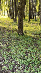 Dawn documentation of urban parks and squirrels near Ukrainian war museum