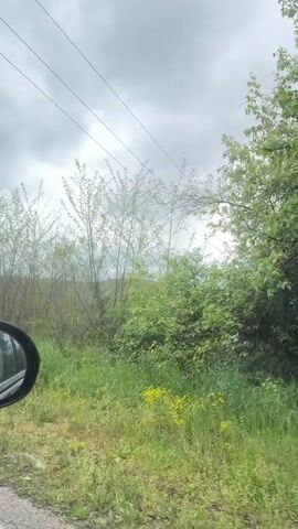 A low-angle shot from a car window shows roadside vegetation passing by. The vegetation includes grass and a variety of trees and bushes, some with dense green foliage and others with more sparse branches and leaves.  A car mirror is visible in the lower left corner of the frame. Overhead, power lines stretch across a gray, overcast sky.  The camera is in motion, capturing the passing scenery.