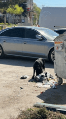 Morning scenes captured in Bulgarian village include murals, crafts, stray dog