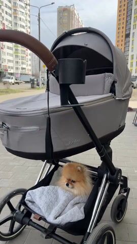 A short video shows a small, fluffy, reddish-brown Pomeranian dog sitting in the storage basket of a gray Cybex baby stroller. The dog is covered with a gray cable-knit blanket. The stroller is on a sidewalk in an urban environment, with apartment buildings visible in the background. A hand reaches out toward the dog but does not touch it. The dog looks toward the hand, then looks away. The stroller has a cup holder and a leather-looking handle. The scene is well-lit and appears to be daytime.