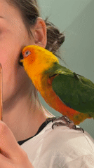 Woman takes selfies with colorful parakeet in Khimki