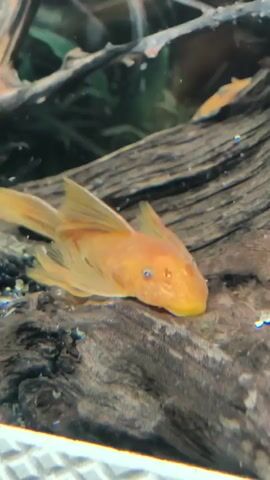This media file shows an orange plecostomus fish swimming in an aquarium. The fish has a prominent dorsal fin and a long, flowing caudal fin. Its eyes are a striking blue and red color. The fish is resting on a piece of driftwood, which is dark brown and textured. In the background, there are blurry green plants and another, smaller orange fish. The lighting suggests it's indoors, likely in a home aquarium. The overall mood is peaceful and observational, focusing on the natural behavior of the fish within its environment. There is no visible text in the media file.