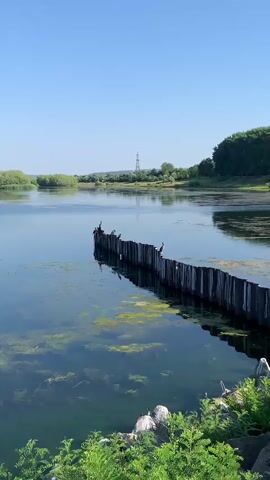 This is a vertical, high-angle video showcasing a serene natural landscape. The foreground features a wooden barrier constructed from vertical posts, partially submerged in calm water. Several cormorant-like birds are perched on top of these posts, some facing left and others right. The water itself is clear, with patches of green algae visible beneath the surface. Beyond the barrier, the lake extends outwards, reflecting the clear blue sky.

In the midground, a line of trees forms a lush green border along the distant shore. A tall, industrial-looking transmission tower stands prominently against the horizon, its silhouette sharp against the bright sky. The sky is a vast expanse of clear blue, indicating fair weather. The overall atmosphere is peaceful and tranquil, suggesting an early morning or late afternoon setting due to the soft light and calm conditions. The location is identified as Ustia, Moldova. No people are visible in the footage, and there is no visible text. The video captures a moment of quiet natural beauty, highlighting the interplay of water, wildlife, and vegetation under a clear sky.