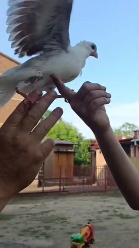 A quiet afternoon with animals at a Polish park