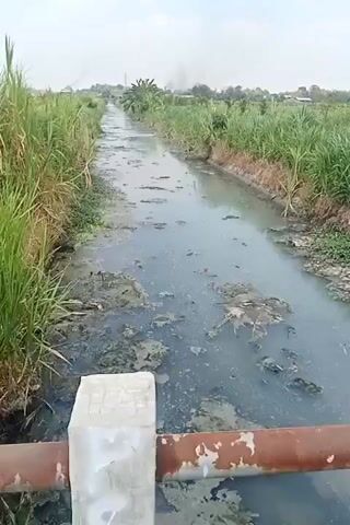 A video shows a polluted canal with murky water and algae floating on the surface. Tall green grass lines the banks of the canal. In the foreground, a rusty metal railing and a concrete pillar are visible, suggesting the perspective is from a bridge or overpass. In the distance, there are some trees and faint smoke rising into the sky, indicating potential industrial activity or a fire. The sky is overcast.