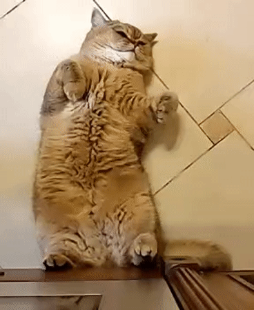 Cat fully committed to doing nothing in Krasnodar