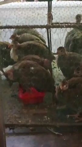 The video shows a group of young birds huddled together in a wire cage. They are mostly brown with some white markings. A red feeder is visible inside the cage. The background is a blurry, possibly outdoor scene. The birds are still and appear to be resting.