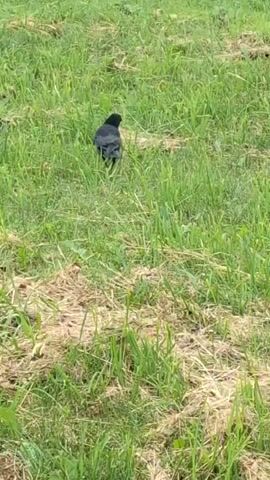 A black bird walks across a grassy field. The bird is facing away from the camera, then turns its head to the left, and then to the right. The grass is green and dry in some patches.