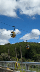 Cable cars operate above Da Lat forest canopy