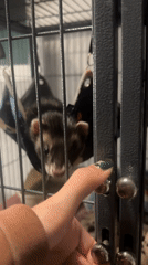 Ferret in a hammock, quick selfie in San Bernardino Tlaxcalancingo