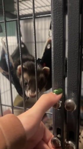 Ferret in a hammock, quick selfie in San Bernardino Tlaxcalancingo