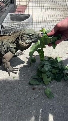 An iguana is being fed leaves by a person's hand. The iguana is positioned on a concrete surface and is reaching out to take the leaves. A pile of leaves is on the ground near the iguana. In the background, there is a wire fence and a rock structure. The lighting suggests an outdoor setting with sunlight.