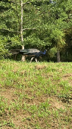 Peacocks, emus, and gondolas at Sochi's Arboretum