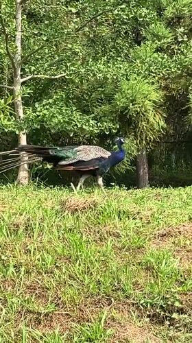 Peacocks, emus, and gondolas at Sochi's Arboretum
