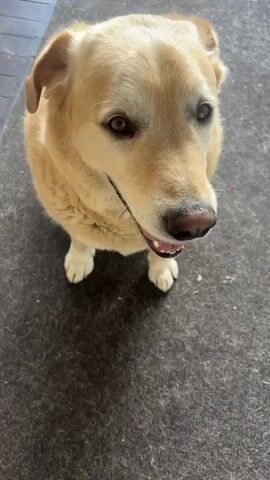 A golden Labrador retriever dog sits on a dark gray carpet, looking directly at the camera with its mouth slightly open. The dog's fur is light brown. The background is blurred. The camera angle is from above the dog. The video is 4 seconds long.