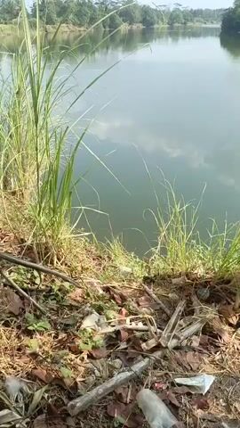 The video shows a body of water with a shoreline in the foreground. The shoreline is covered in dry leaves and some debris, including plastic. Tall grasses grow along the edge of the water. The water is calm and reflects the sky and trees on the opposite bank. The opposite bank is lined with trees and vegetation, and the sky is visible above.