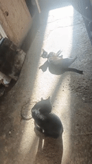 Two black cats spotted lounging in Venezuelan courtyard