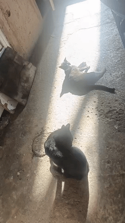 Two black cats spotted lounging in Venezuelan courtyard