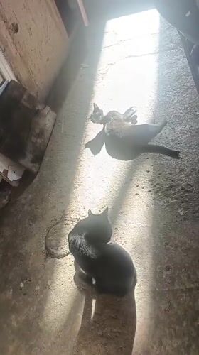 Two black cats spotted lounging in Venezuelan courtyard