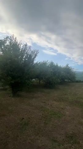 A panorama shot pans across a yard with cut grass and several trees. In the distance, a fence and some vegetation are visible. The sky is cloudy.