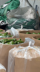 Fresh avocados prepared for transport in Da Lat, Vietnam