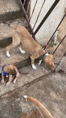 The video shows four light-brown-colored dogs on a set of concrete stairs. One of the dogs is lying down on the left, while the other three are standing. One of the standing dogs is wearing a green collar with a blue accent, while the other is wearing a purple collar. The dogs are mostly looking at each other, and one is holding a stick-like object in its mouth. A rusty metal railing runs along the side of the stairs. The background is mostly dirt and grass.