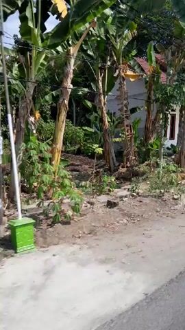 The video shows a moving shot of a residential area with lush vegetation. Banana trees are prominent, with their large green leaves and thick stalks. A white house with a brown roof and dark-framed windows is visible in the background. There is also a small concrete patio area in front of the house. The ground is a mixture of dirt and dry grass, with some scattered debris. The overall impression is of a tropical or subtropical environment.