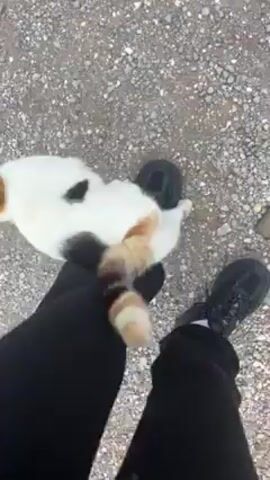 The video shows a person standing on a gravelly surface, wearing black pants and black athletic shoes. A calico cat with a white body, black spots, and orange patches weaves around the person's legs. The camera angle is from the person's perspective, looking down.