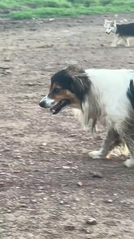 A medium-sized, multi-colored dog with white, brown, and black fur walks towards the camera with its mouth open. Another dog, mostly white with black markings on its back and head, stands in the background. The dogs are in a dusty, outdoor area with green grass and a muddy puddle visible in the distance. The sky is overcast. The dog in the foreground sits down briefly before continuing to look towards the camera.