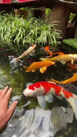 A human hand is interacting with several koi fish in a pond. The hand, with visible knuckles and fingernails, is partially submerged in the water, its fingers extended towards the fish. Multiple koi fish, varying in color from white and orange to solid orange and white with red markings, swim in the dark, clear water. Green foliage and textured, dark tree-like structures are visible in the background, creating a naturalistic pond environment. The water's surface reflects light, suggesting an outdoor setting. The fish appear to be drawn to the hand, with some swimming very close to it.
