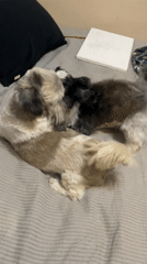 Two Shih Tzu dogs wrestle on bed in Argentina