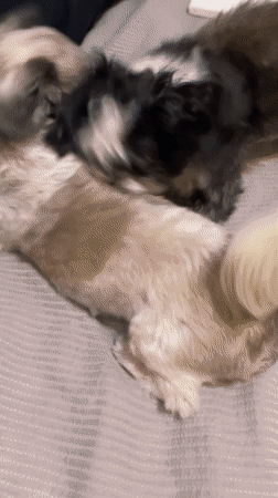 Two Shih Tzu dogs wrestle on bed in Argentina