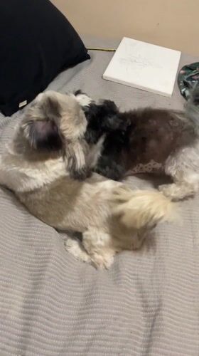 Two Shih Tzu dogs wrestle on bed in Argentina
