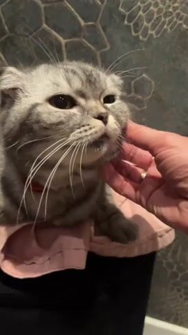 The video shows a close-up of a Scottish Fold cat being petted by a person. The cat has grey and black tabby markings and appears to be lying down on a pink cloth. The person's hand, adorned with rings, gently strokes the cat's chin and cheek. The background is a textured wall with a hexagonal pattern. The cat's ears are folded down, characteristic of its breed, and its eyes are partially closed as it seems to be enjoying the petting. The lighting suggests an indoor environment.