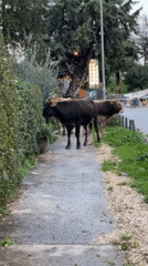Cattle wander urban sidewalks in Montenegro coastal towns