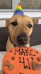 Dog celebrates fourth birthday party in Sofia, Bulgaria
