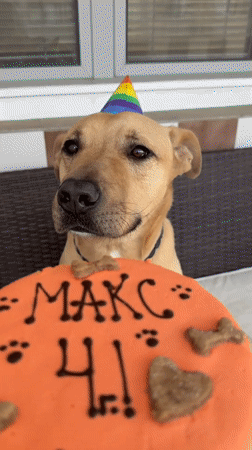 Dog celebrates fourth birthday party in Sofia, Bulgaria