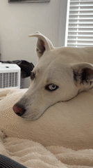 Heterochromia dog lounging and getting pets on a summer evening