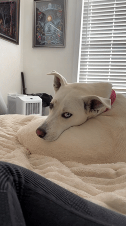 Heterochromia dog lounging and getting pets on a summer evening