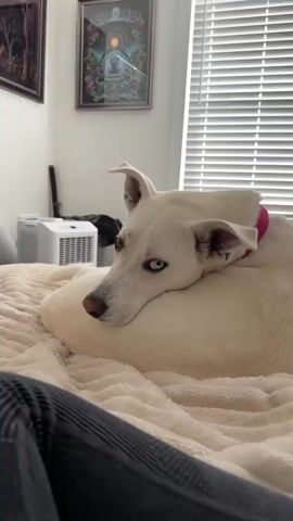 A white dog with blue eyes is lying on a beige blanket. The dog's head is resting on a pillow, and it is looking to the left. The dog has a pink collar. In the background, there is a white air conditioner unit, a black object, and a window with white blinds. There are also two framed pictures on the wall. The bottom of the video shows a person's legs wearing dark grey pants.