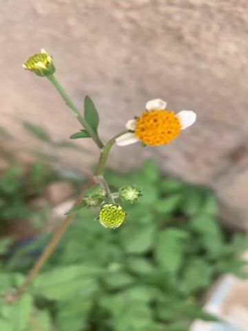 The video shows a small wildflower growing against a concrete wall. The flower has a bright yellow center surrounded by white petals. Two unopened buds are also visible on the stem. The flower is surrounded by green foliage. The camera is slightly out of focus. In the background, a person is speaking, but the words are not clear.