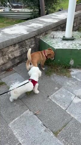 Two dogs, one small white dog on a leash and one medium-sized tan dog, interact on a paved walkway bordered by a stone wall. The white dog, wearing a red harness, sniffs the ground and then the tan dog. The tan dog, also wearing a red collar, sniffs the ground near a green concrete planter. A boat is visible on a body of water in the background.