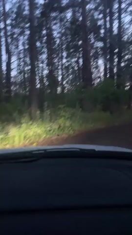 The video shows a first-person view from inside a vehicle driving on a dirt road through a forest at dusk. The headlights of the vehicle illuminate the path ahead and the surrounding trees. In the distance, two red lights are visible, possibly from another vehicle or lights in the trees. The trees are tall and dense, characteristic of a pine forest. The ground appears to be covered in dirt and vegetation. The sky is dark, indicating it is either early morning or late evening.