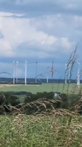 A wide shot shows a field of wind turbines in the distance, with a line of trees in the middle ground and a crop field in the foreground. The sky is partly cloudy. The wind turbines are tall and white, with three blades each. Some of the turbines are rotating, while others are stationary. The trees are green and leafy, and they appear to be deciduous. The crop field is full of tall, green stalks, possibly corn. The video is likely taken on a breezy day, as evidenced by the movement of the turbine blades and the rustling of the leaves on the trees.