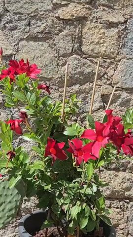 A pot containing a plant with vibrant red flowers and green leaves is positioned in front of a rough stone wall. The plant is supported by three thin wooden stakes. A portion of a prickly pear cactus pad is visible in the lower left corner of the frame. The lighting suggests it is daytime, casting shadows and highlighting the textures of the wall and the plant. The video is static.