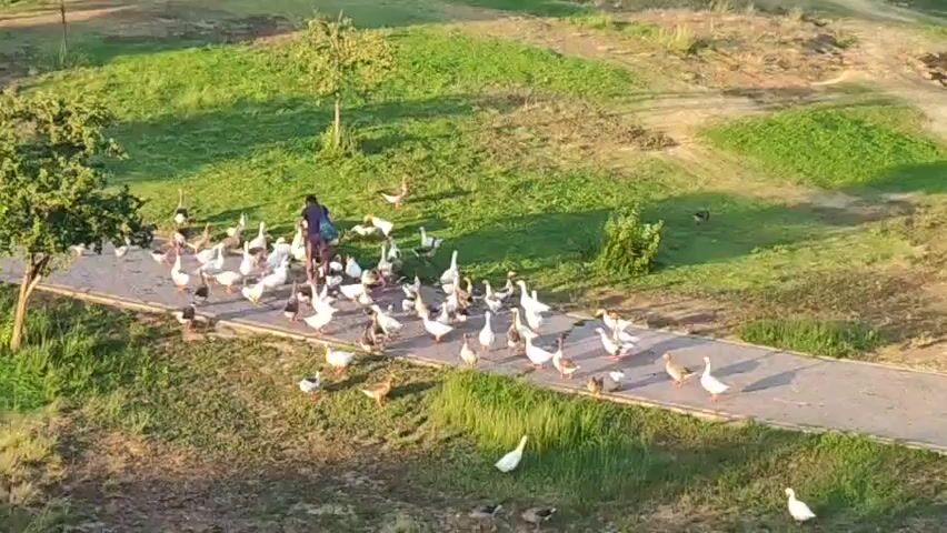 A person is feeding a large flock of geese in a park. The geese, a mix of white and brown, are gathered on a paved path, eagerly awaiting food. A lone tree stands to the left of the path, with lush green grass and rolling hills in the background. The sun is low in the sky, casting long shadows and bathing the scene in warm, golden light, suggesting it is either early morning or late afternoon. The weather appears to be clear and pleasant. The overall atmosphere is peaceful and idyllic, with the geese appearing content and the person calmly distributing food. The setting seems to be a public park or natural area, possibly with walking trails, as indicated by the paved path. No text is visible in the media file.