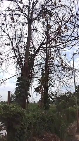 The video shows two leafless trees that are covered in round, yellow objects. The trees are in a rural area with green vegetation and a fence in the foreground. The sky is overcast with a few clouds. A voice can be heard speaking in the background, but the content of the speech is unclear.