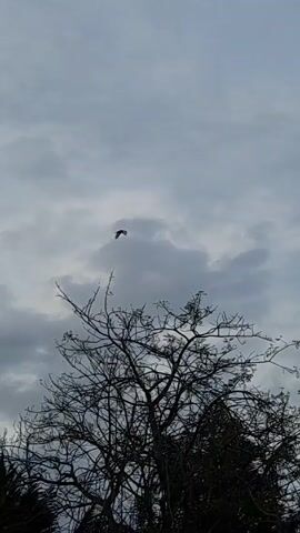 The video shows a bird flying in a cloudy sky, with tree branches in the foreground. The bird is a dark silhouette against the gray sky. There are also palm tree fronds visible in the shot. The overall scene is somewhat muted in color due to the overcast sky.